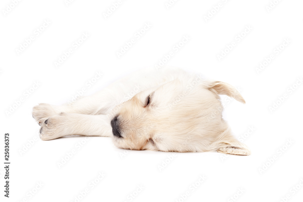 Beautiful sleeping puppy Beautiful sleeping puppy
