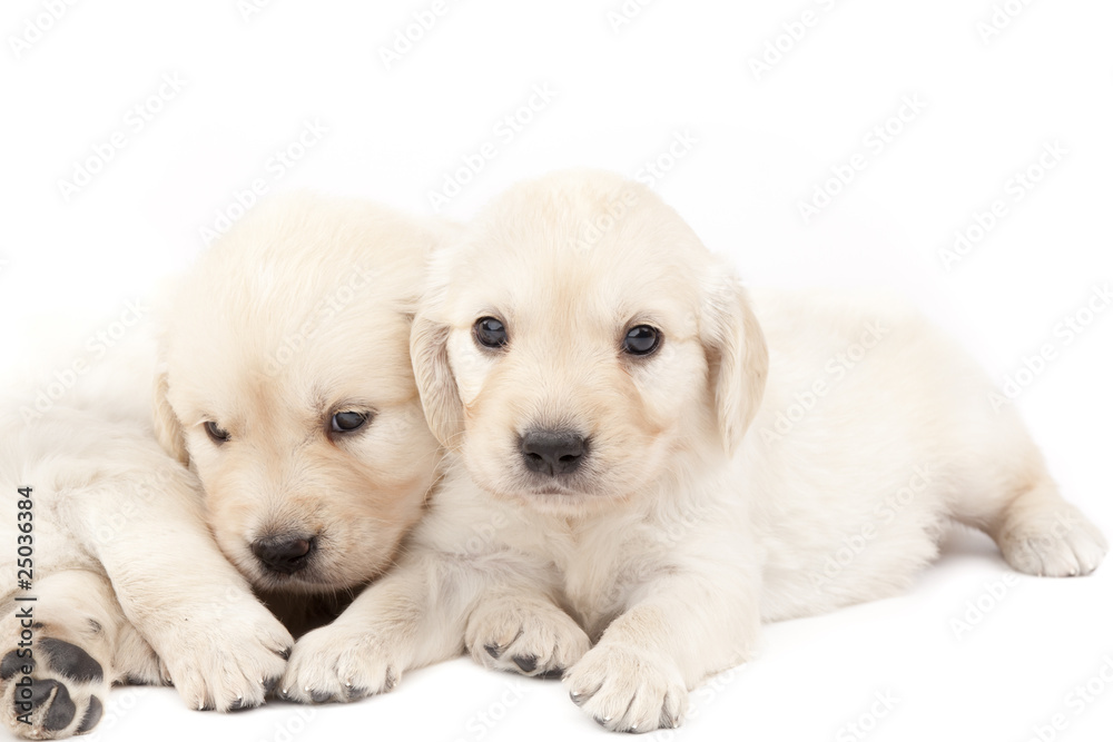 Two beautiful puppies