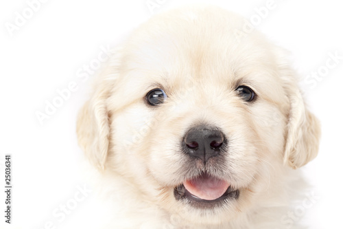 Portrait of a beautiful puppy dog golden retriever