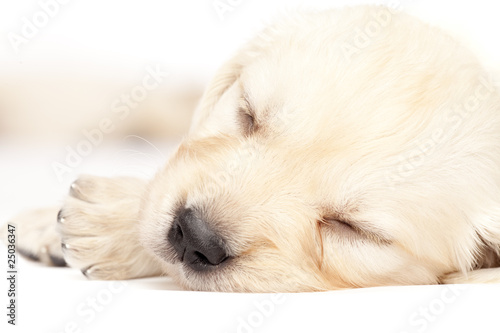 Close up portrait of beautiful puppy golden retriever sleeping isolated on white
