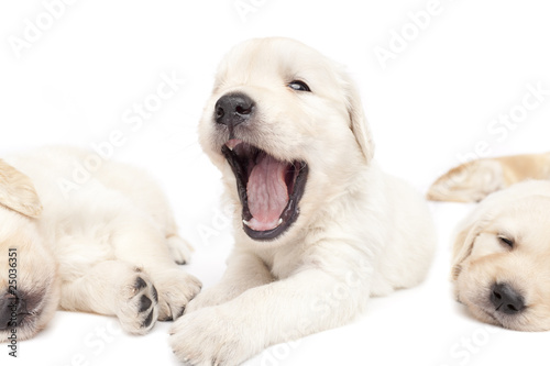Beautiful puppy yawing