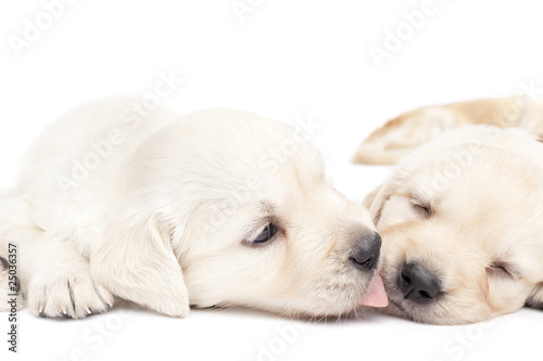 Two beautiful puppies laid together 