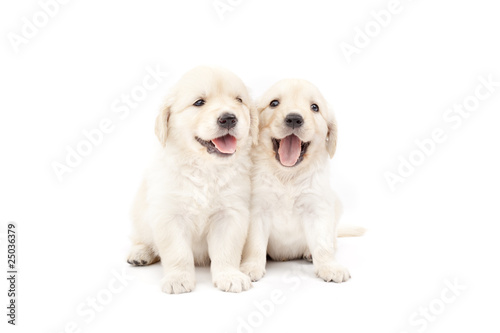 Two beautiful puppies golden retriever isolated on white