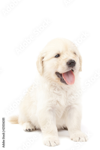 Beautiful puppy isolated over white