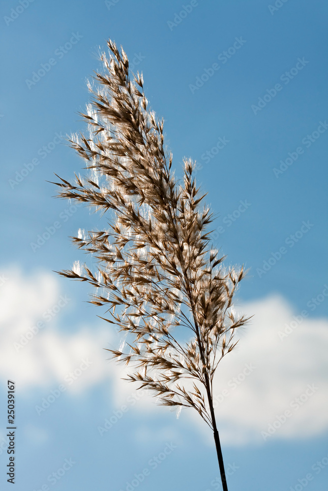 Backlit grass seed with bue sky and white clouds Backlit grass seed with bue sky and white clouds