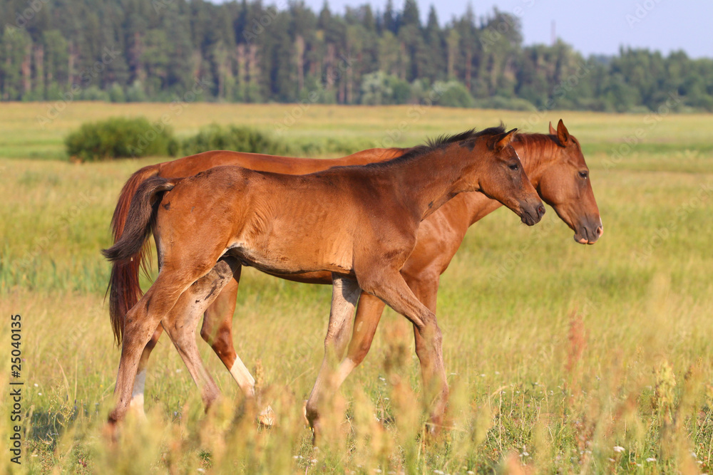 Fototapeta premium horses in field