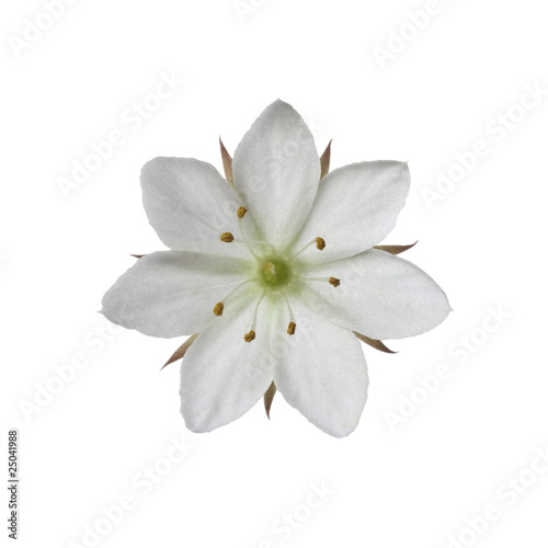 Arctic Starflower - Trientalis europaea photo