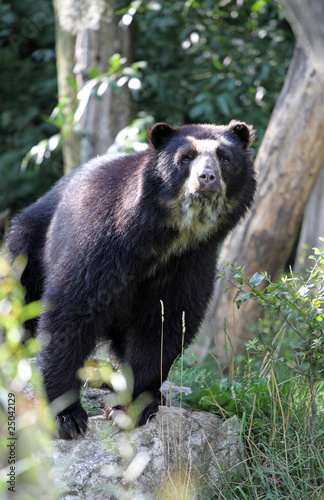 Spectacled Bear or Tremarctos ornatus  at the zoo,Vienna photo