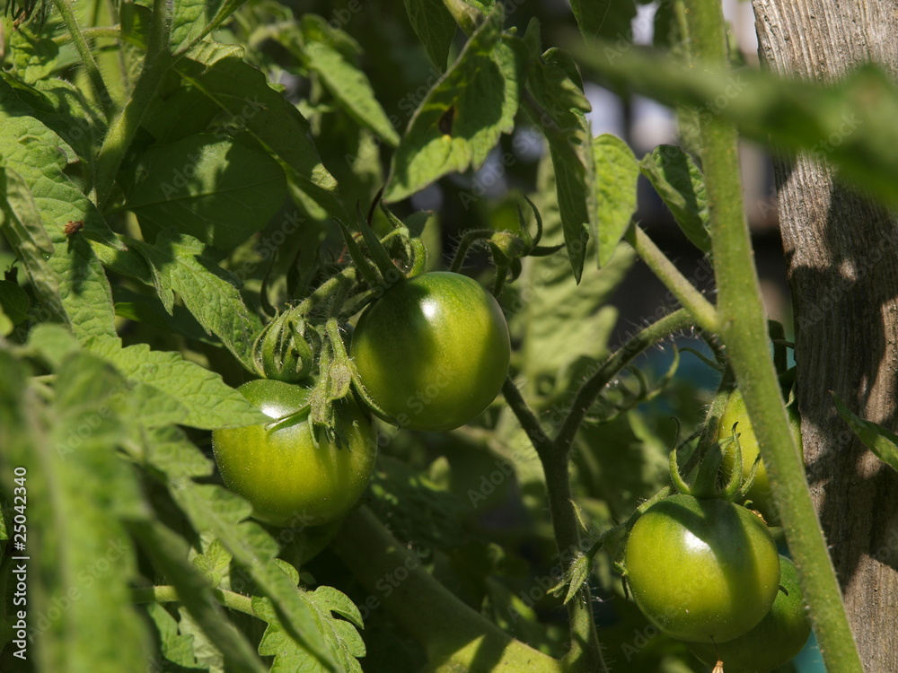 Fototapeta premium Tomates vertes