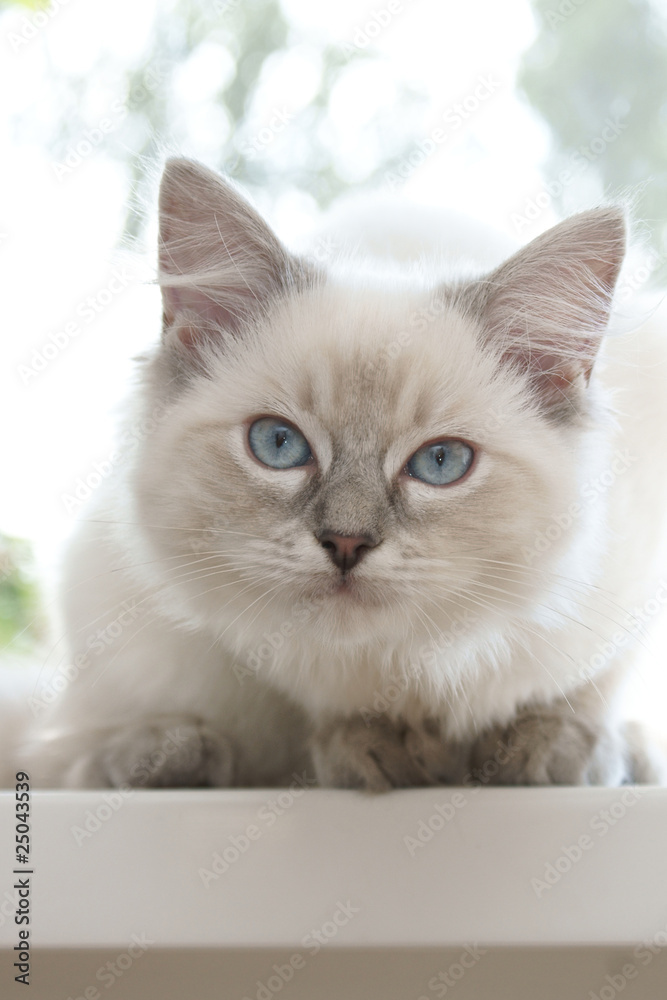 kitten on window sill