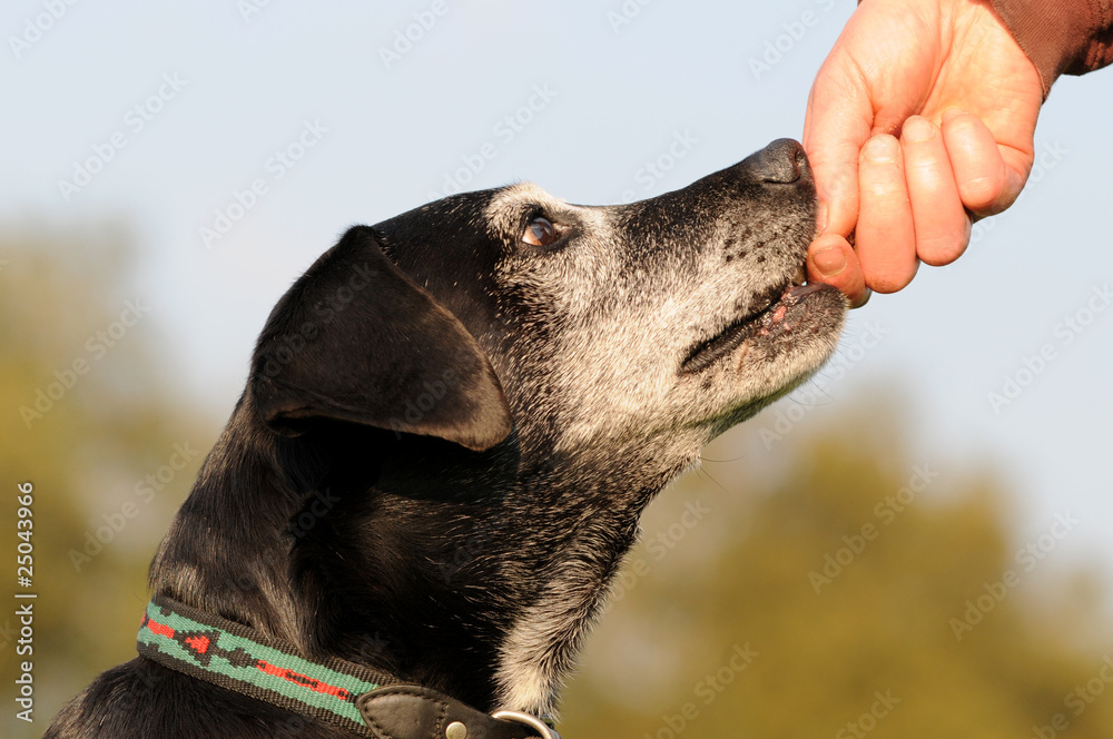 Naklejka premium Hund belohnen