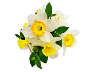 Foto auf Acrylglas Narzisse narcissus  © Sergej Razvodovskij
