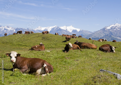 troupeau de vaches devant la montagne
