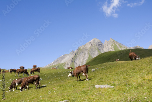 troupeau de vaches dans la montagne