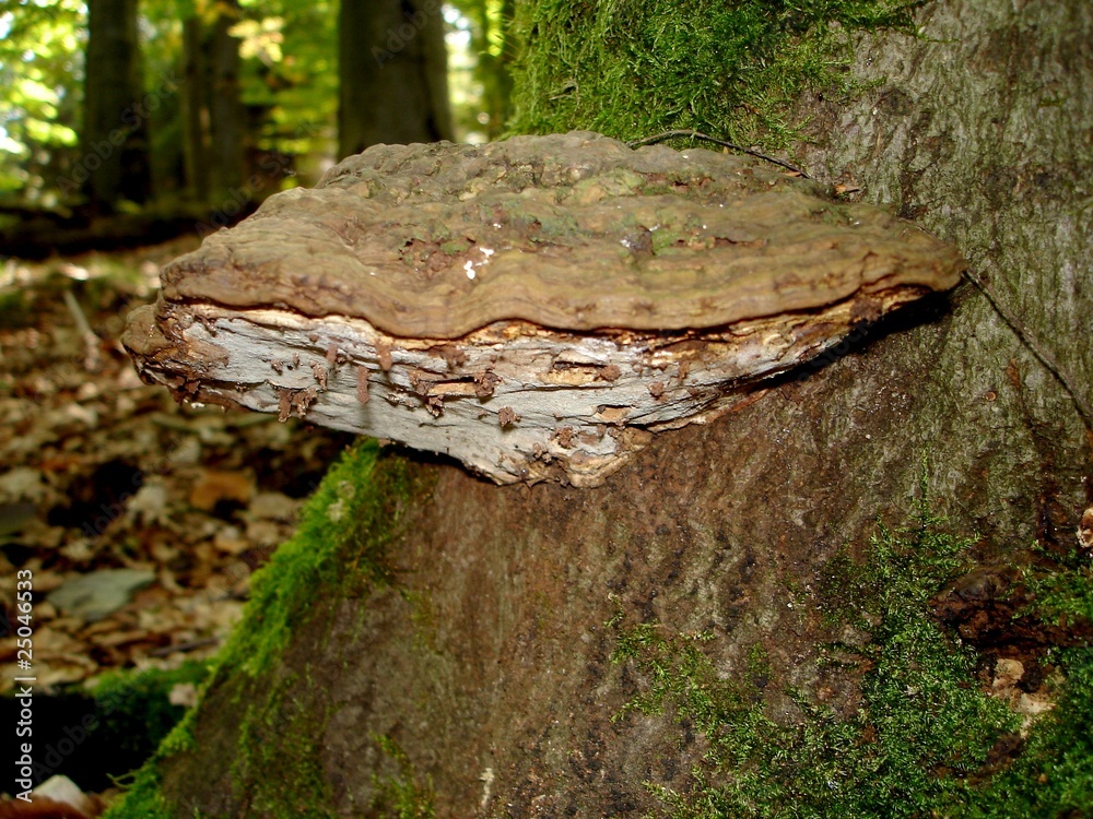 Obraz premium Baumpilz