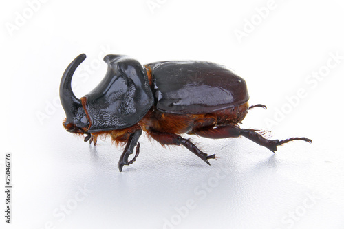 scarabée rhinocéros photo