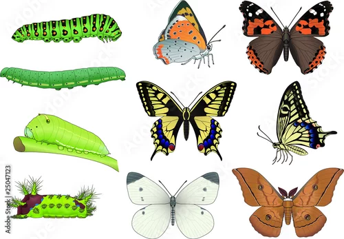 Obraz Chenille et papillon