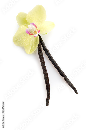 vanilla stick with flower- vaniglia e fiore