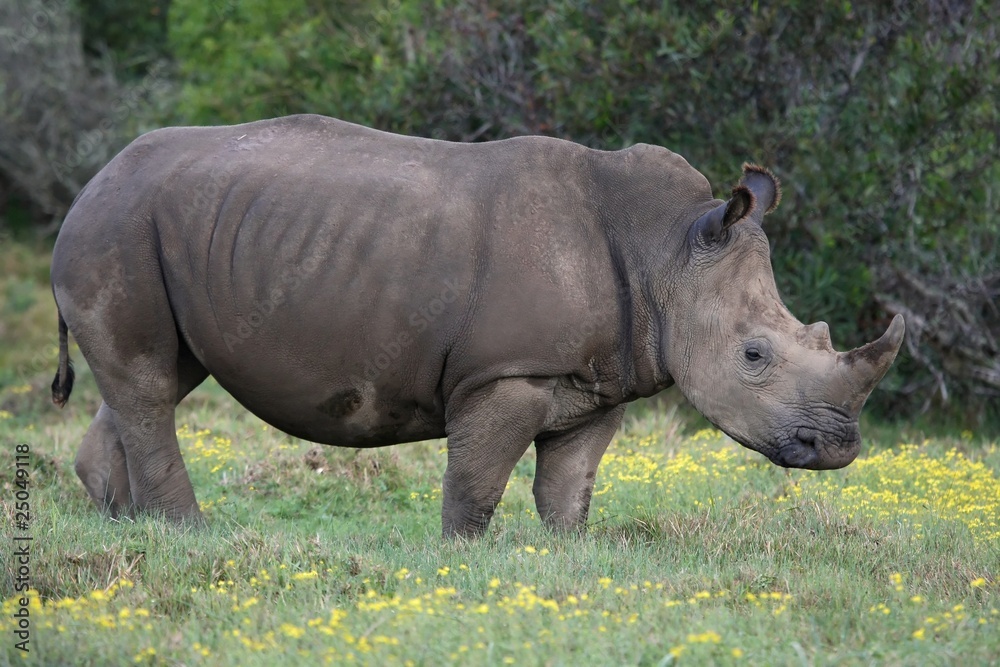 Fototapeta premium White Rhino