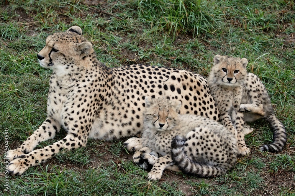 Fototapeta premium Cheetah and Cubs