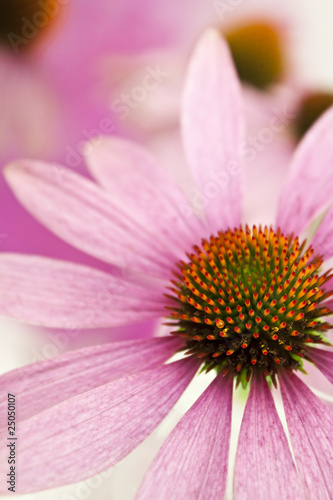 Echinacea