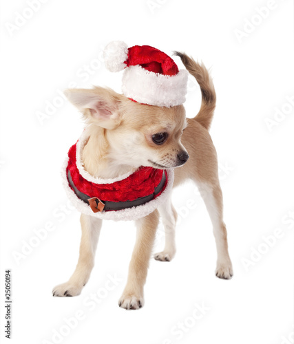 cute Chihuahua puppy wearing Santa costume isolated