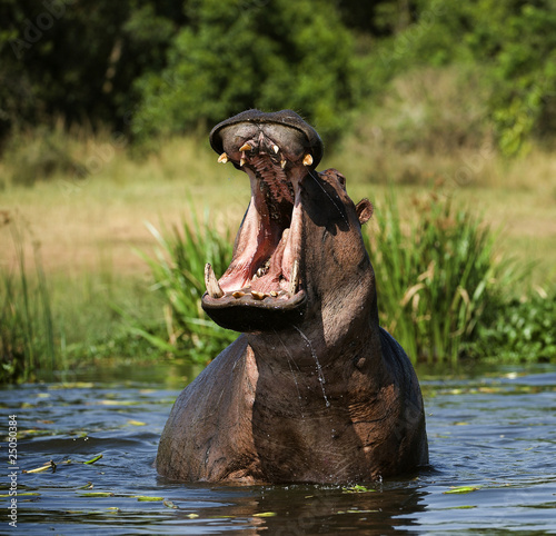 Tela Yawning hippo