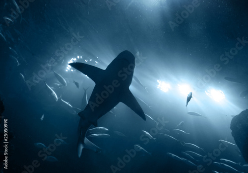 Photography shark underwater in blue