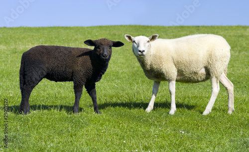 Schwarzes und Weißes Schaf