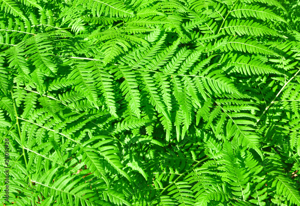 fern growing in a forest