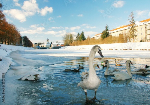 swans in river Otava, Strakonice, Czech Republic photo