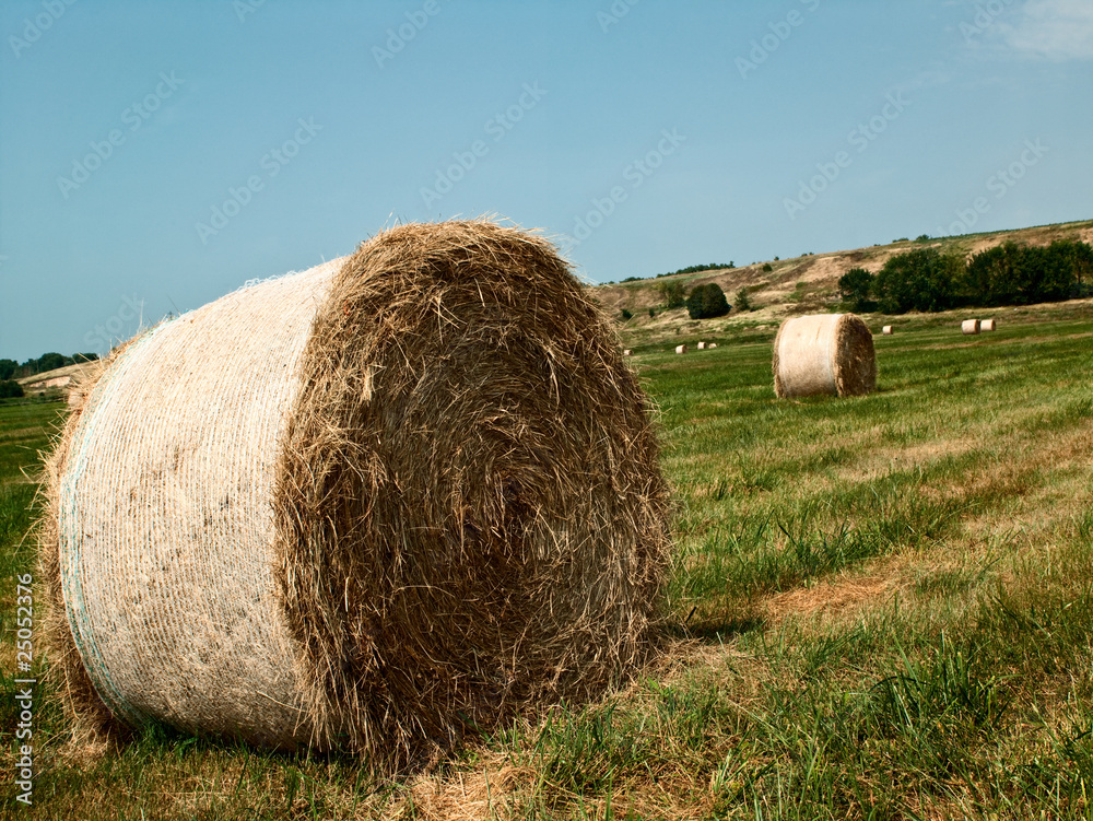 A field of straw gathered into multiple bales of hay A field of straw gathered into multiple bales of hay