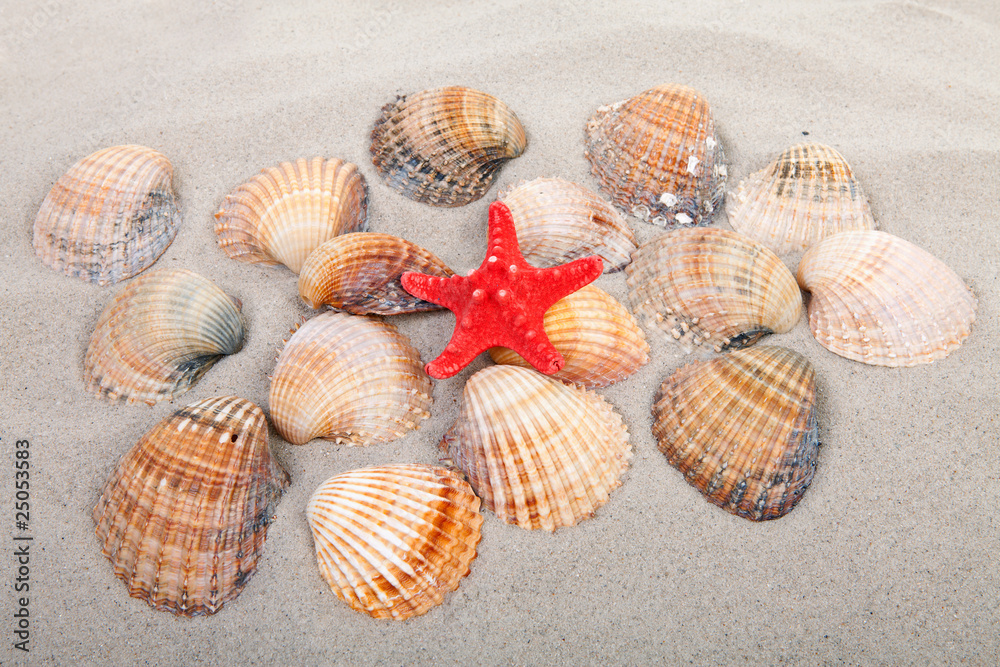 beach with shells and red starfish beach with shells and red starfish