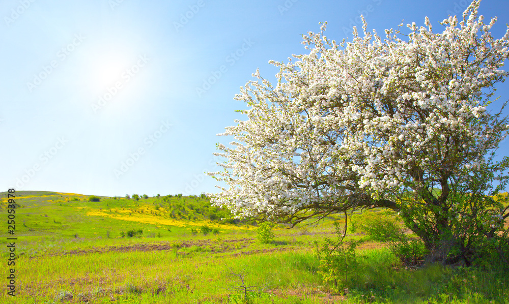 Fototapeta premium Apple trees blossom under blue sky