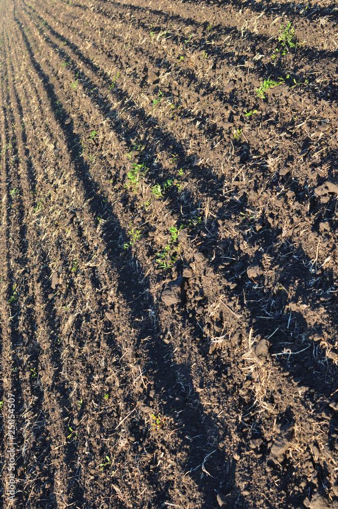 fertile, plowed soil of an agricultural field fertile, plowed soil of an agricultural field