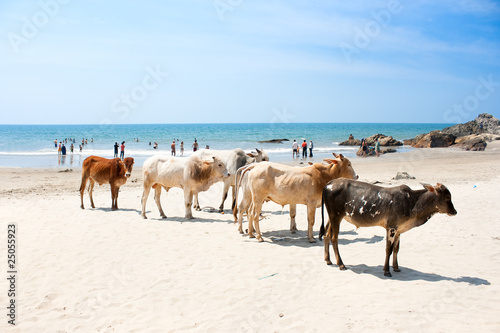 Cow on  Tropical beach ,Goa, India