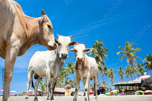 Cow on Tropical beach ,Goa, India