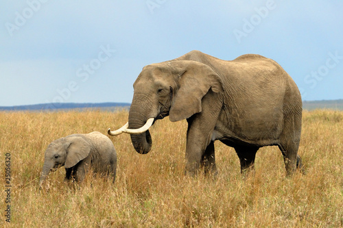 Elefant mit Nachwuchs