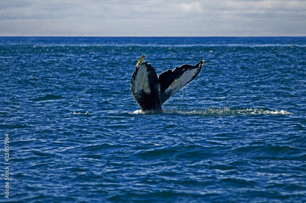 Fototapeta premium White markings on Humpback whale tail