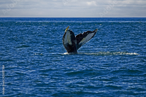 White markings on Humpback whale tail