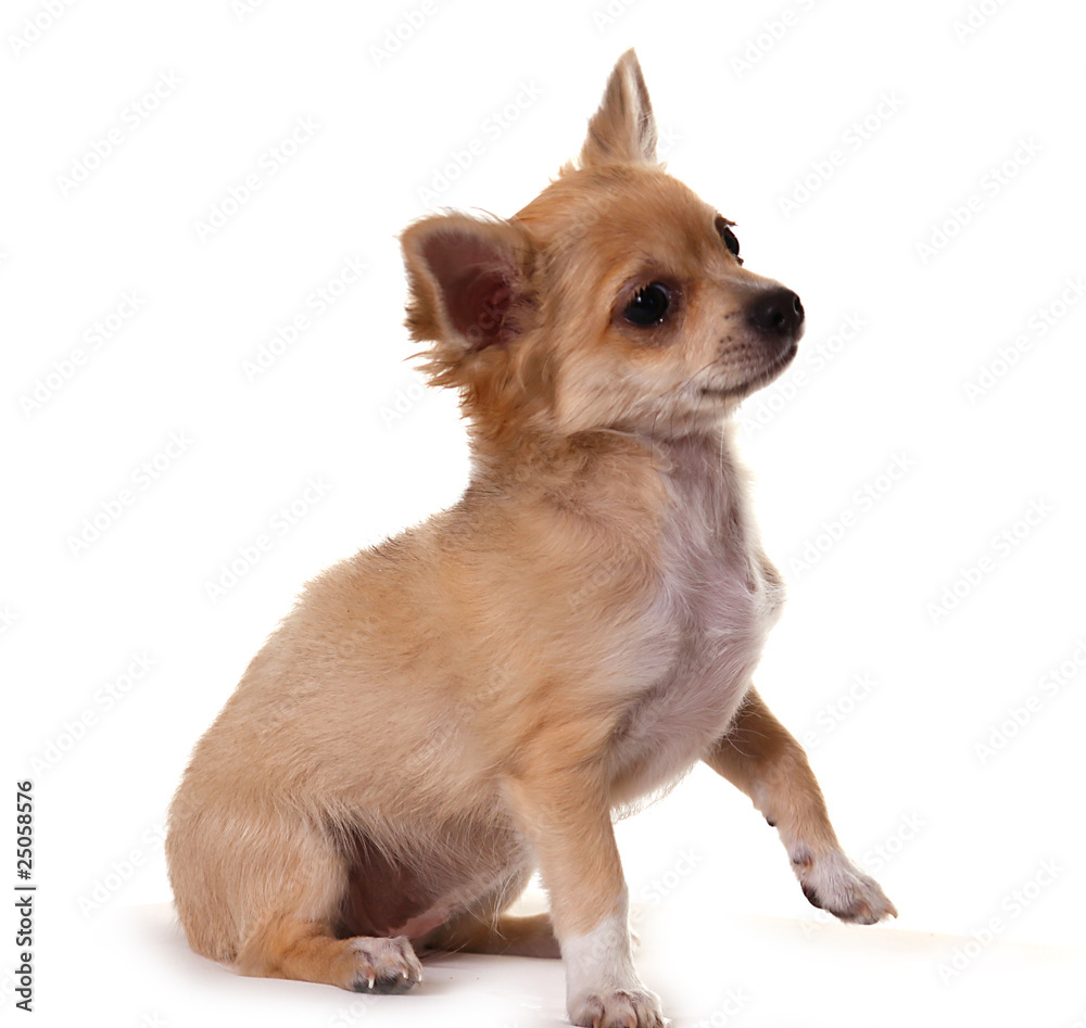 Obraz premium Niedlicher Welpe