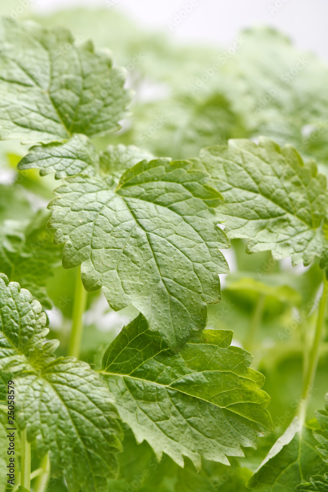 Mint leaves