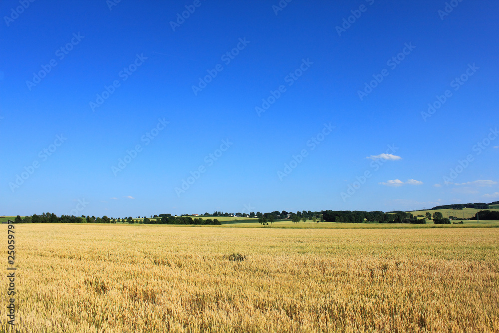cornfield trees houses rural landscape blue sky