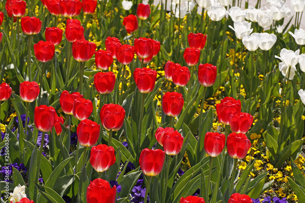 Fototapeta premium Rote Tulpen im Licht - red tulips