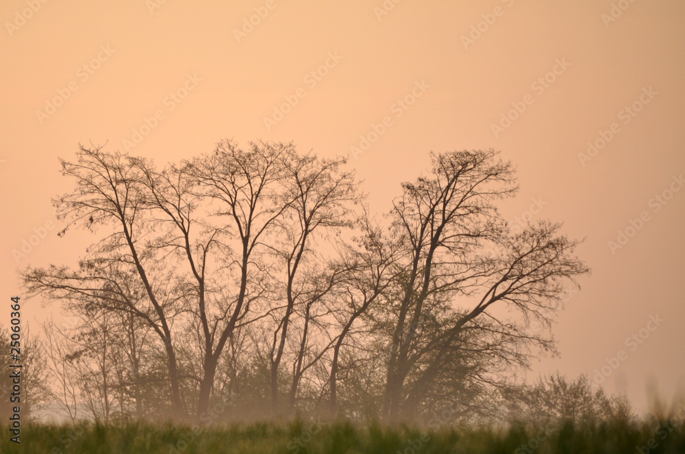 Trees at Dawn