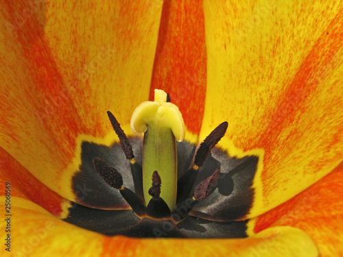 Tulpenkelch - Tulip detail photo