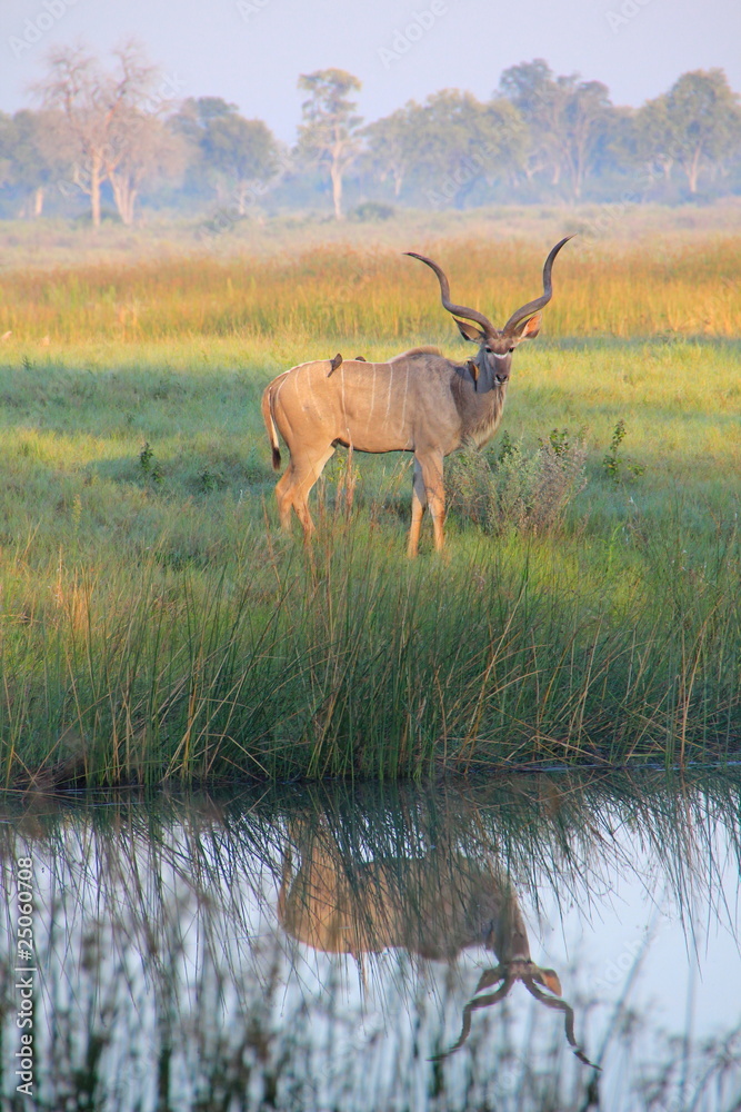 Naklejka premium Large Male Greater Kudu