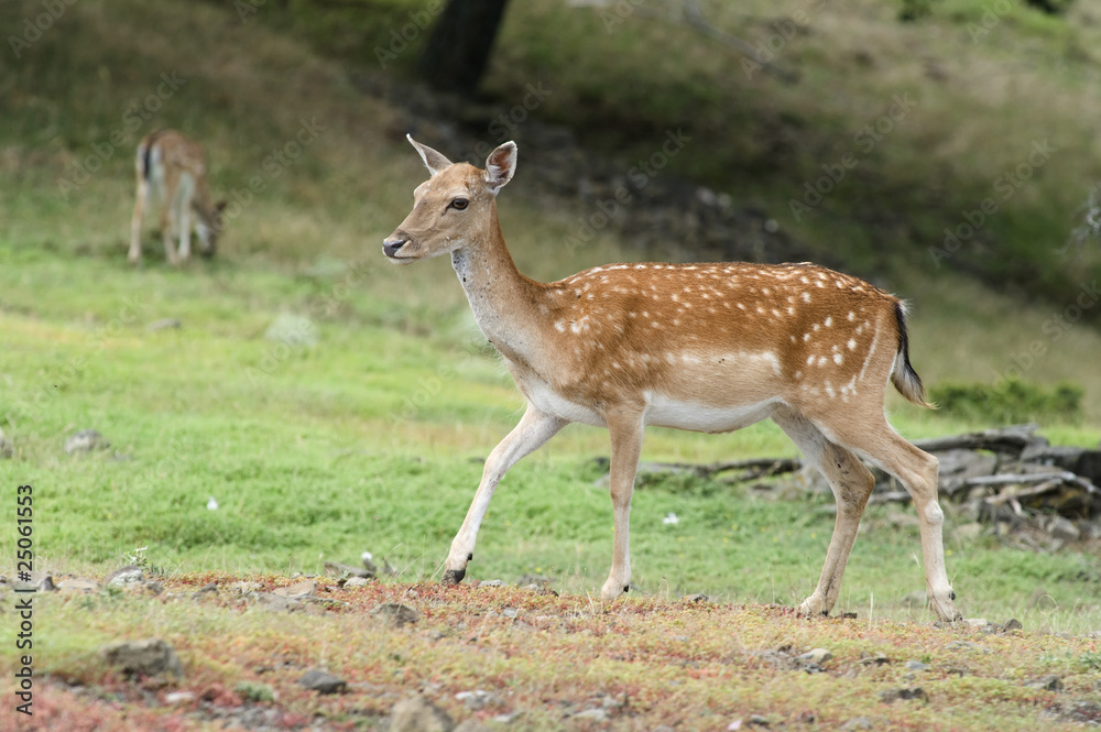 fallow deer fallow deer
