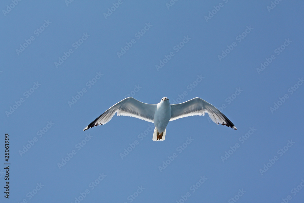 seagull seagull