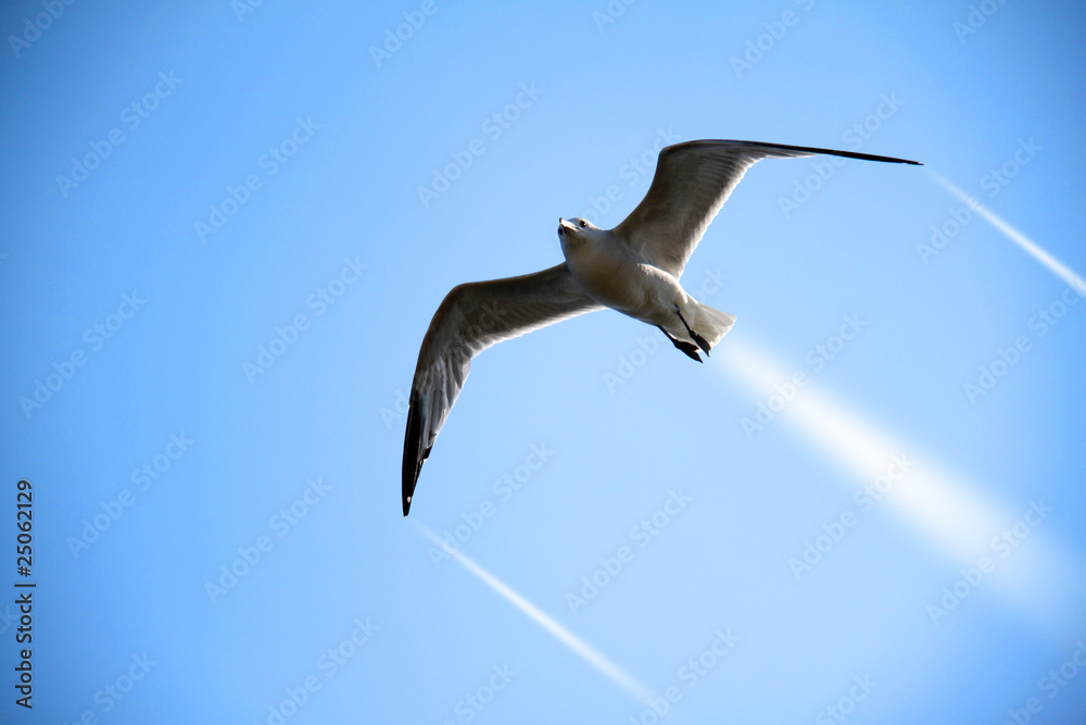 Obraz premium Möve Jet